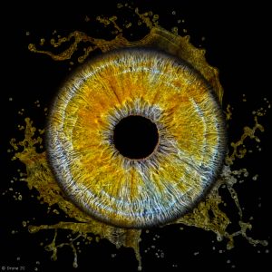 photo-iris-roquefort