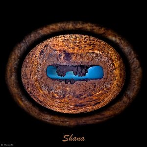 iris-cheval