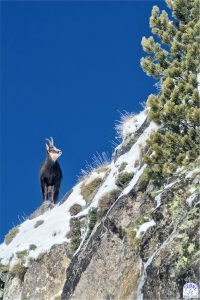 chamois-montagne