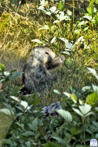 photo-animaliere