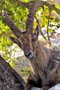 chamois