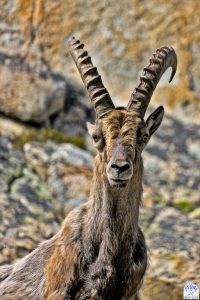 chamois-en-montagne